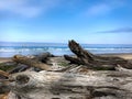 Driftwood on Beach Pacific Coast USA Royalty Free Stock Photo