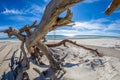 Driftwood on beach on St George Island Florida