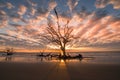 Driftwood Beach Sunrise Clouds Jekyll Island Georgia Royalty Free Stock Photo