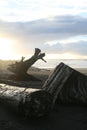 Driftwood on a beach with the sunset behind Royalty Free Stock Photo