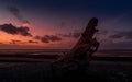 Driftwood on the beach at sunset Royalty Free Stock Photo