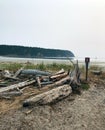 Driftwood on beach of Tribune Bay, Hornby Island, BC