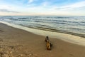driftwood on the beach usedom baltic sea Royalty Free Stock Photo