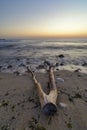 Driftwood on the beach ,vibrant sunrise