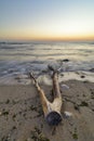 Driftwood on the beach ,vibrant sunrise