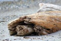 Driftwood on Beach, Witty`s Lagoon Regional Park, Vancouver Island, British Columbia, Canada Royalty Free Stock Photo