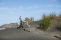 Driftwood on black sand beach with shadow