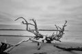 Driftwood on Boneyard Beach Florida 3 Black and White Rustic Coastal Landscape Photo Royalty Free Stock Photo