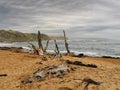 Driftwood on the brownish sand of the Pacific ocean beach