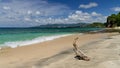 Driftwood on the Caribbean seashore of Grenada Royalty Free Stock Photo