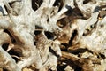 Driftwood Closeup Central Coast Royalty Free Stock Photo