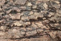 Driftwood closeup sandy grain