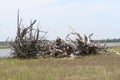 Driftwood collected in the Charleston South Carolina marsh Royalty Free Stock Photo