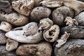 Driftwood collection and textures Royalty Free Stock Photo