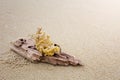 Driftwood and coral on beach