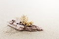 Driftwood and coral on beach