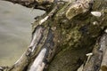 driftwood on the danube river Royalty Free Stock Photo