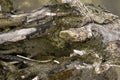 driftwood on the danube river Royalty Free Stock Photo
