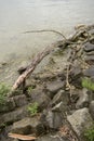 driftwood on the danube river Royalty Free Stock Photo