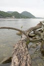 driftwood on the danube river Royalty Free Stock Photo