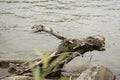 driftwood on the danube river Royalty Free Stock Photo