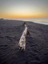 Driftwood At Dawn On Beach