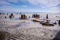 Driftwood and dead trees on the beach at Hunting Island State Park Royalty Free Stock Photo