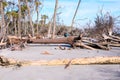 Driftwood and dead trees on the beach at Hunting Island State Park Royalty Free Stock Photo