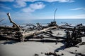 Driftwood and dead trees on the beach at Hunting Island State Park Royalty Free Stock Photo