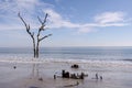 Driftwood and dead trees on the beach at Hunting Island State Park Royalty Free Stock Photo