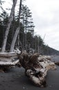 Driftwood snag trees on black beach Royalty Free Stock Photo