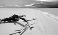 Driftwood on Deserted Beach