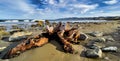 Driftwood on the deserted sandy remote beach at Flat Point Wairarapa New Zealand Royalty Free Stock Photo