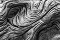 Driftwood detail. Black and white natural texture background