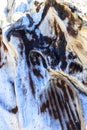 Driftwood - Background of a detailed close up of an aged tree burl with a defined texture. Royalty Free Stock Photo