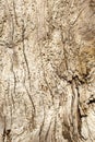 Driftwood - Background of a detailed close up of an aged tree burl with a defined texture. Royalty Free Stock Photo