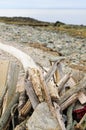 Driftwood and Detritus Connecticut Beach Royalty Free Stock Photo