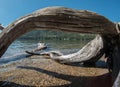 Driftwood on the Donner Lake shoreline Royalty Free Stock Photo
