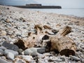 Driftwood on Dorset beach