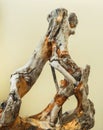 Driftwood dry mangrove tree trunk Royalty Free Stock Photo