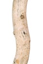 Artistic driftwood dry naked barkless tree trunk, isolated closeup Royalty Free Stock Photo