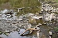 driftwood in the Elz Royalty Free Stock Photo