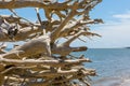 Driftwood on a Florida beach