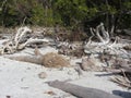 Driftwood on a Florida Beach