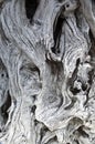 Driftwood grain and knot texture Royalty Free Stock Photo