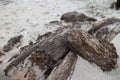 Driftwood from Hamptons series