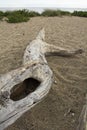 Driftwood with hole on a sandy beach on the ocean, Connecticut. Royalty Free Stock Photo