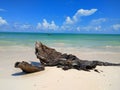 Driftwood on Isla de Pasion