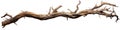 driftwood isolated on transparent background Royalty Free Stock Photo