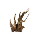 Driftwood Royalty Free Stock Photo